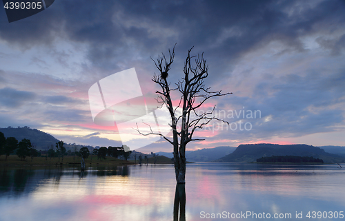 Image of Cool hues over the lake with large tree and nest