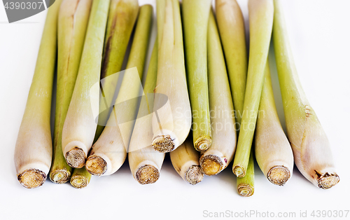 Image of Group of fresh lemongrass 