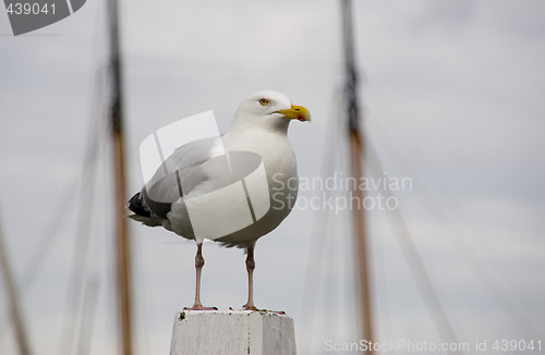 Image of seagull