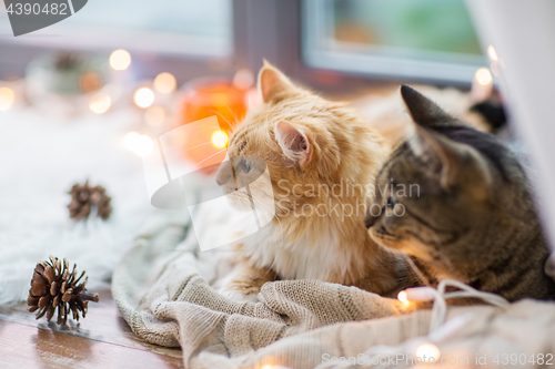 Image of two cats lying on window sill with blanket at home