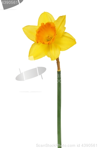 Image of Daffodil on white