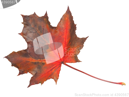 Image of Leaf on white