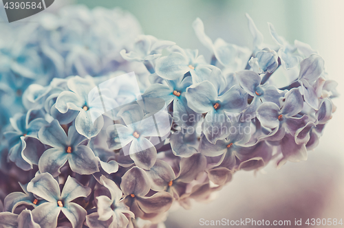 Image of Close-up of lilac