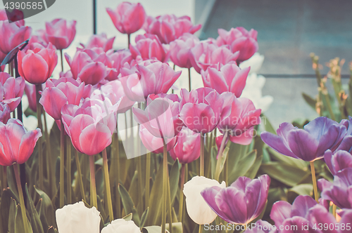 Image of Pink, purple and white tulips on the flowerbed