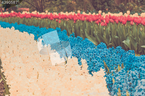 Image of Multicolored hyacinth flowerbed spring flower park