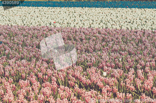 Image of Field of hyacinth