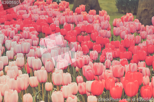 Image of Flower beds of multicolored tulips