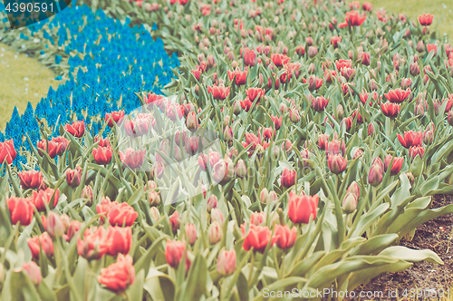 Image of Red tulips and blue hyacinth