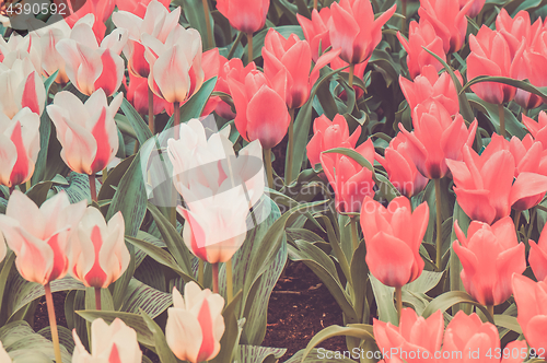 Image of Striped and red tulips on the flowerbed