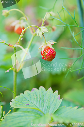 Image of Strawberry on a branch