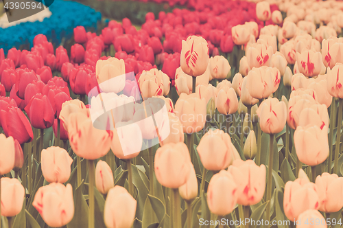 Image of Multicolored tulips on the flowerbed