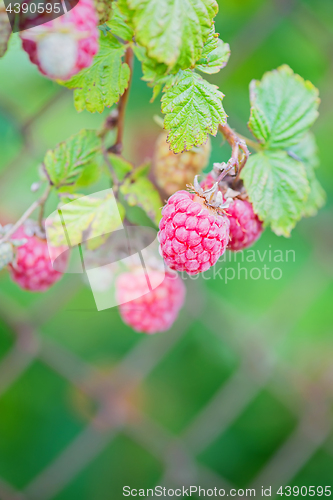 Image of Raspberries on a branch