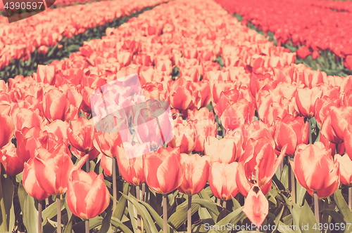Image of Field of red and striped tulips