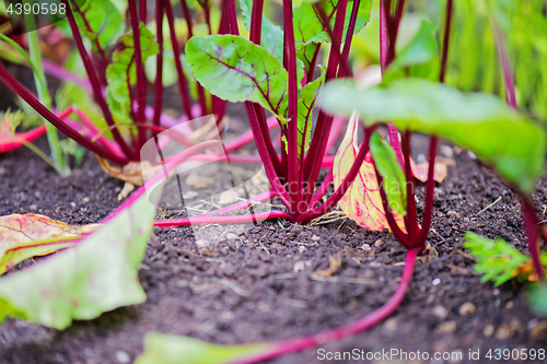 Image of Young beet grows on a bed