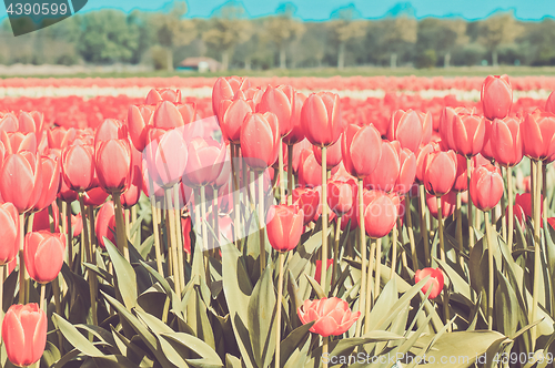 Image of Red tulips field in Holland