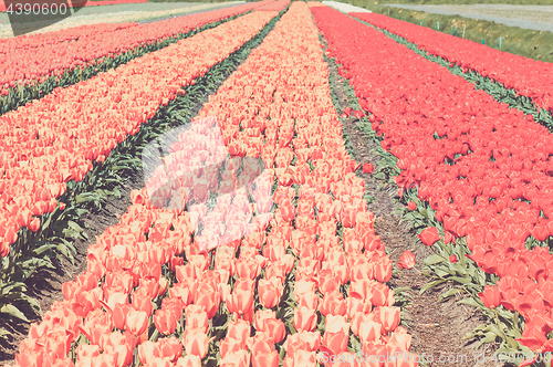 Image of Field of red and striped tulips