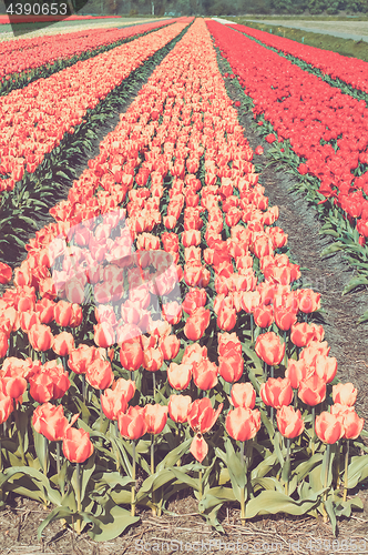 Image of Field of tulips
