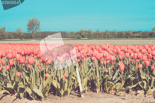 Image of Red tulips field