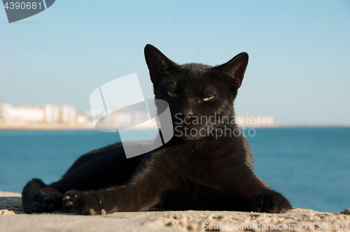 Image of Stray cat on Cadiz, Spain