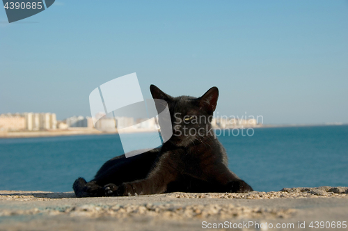 Image of Stray cat on Cadiz, Spain