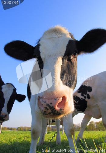 Image of Portrait of curious Holstein cow cattle