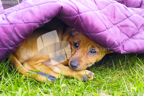 Image of Sad pinscher puppy under purple blanket