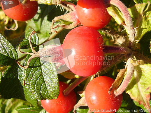 Image of Red hip