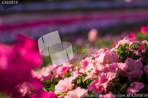 Image of Dubai miracle garden