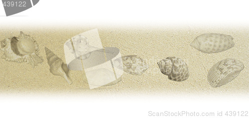 Image of shell texture