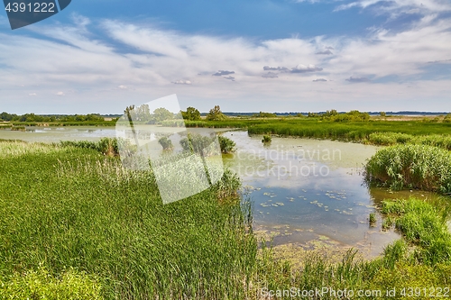 Image of Water surface with plants