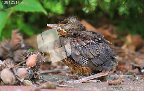 Image of Young baby bird sittin on the ground