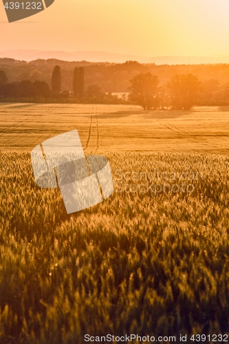 Image of Wheat field detail