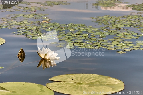 Image of White Water Lily