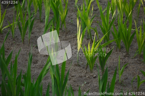 Image of Agricultural field with plants