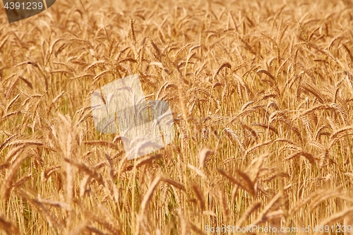 Image of Wheat field detail