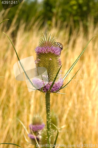 Image of Wild plant, teasel