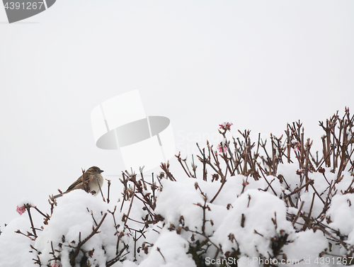 Image of Female house sparrow on top of snow-covered verbascum bush