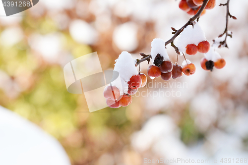 Image of Clusters of red crab apples on branch, covered in snow