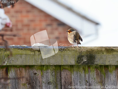 Image of Robin with puffed up plumage in cold winter weather