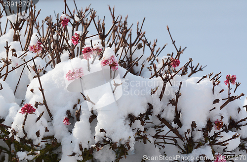 Image of Pink viburnum flowers covered in fresh snow