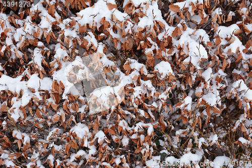 Image of Beech hedge covered in fresh snow 