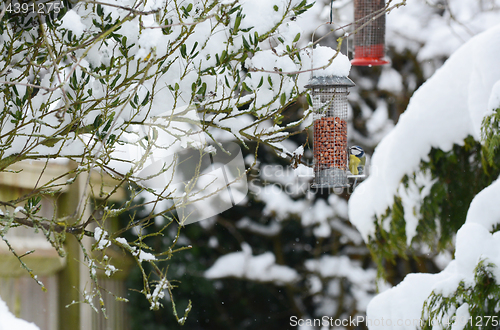 Image of Blue tit takes peanuts from bird feeder in winter