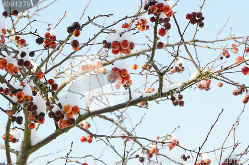 Image of Crab apple tree with red fruit covered in snow