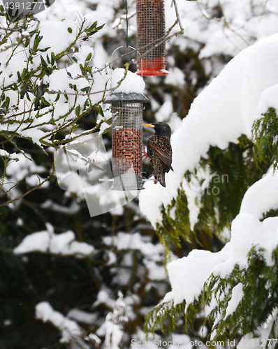 Image of Starling feeding from peanut feeder in winter