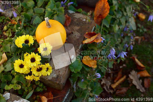 Image of Chrysanthemum flowers with an ornamental gourd in a country gard