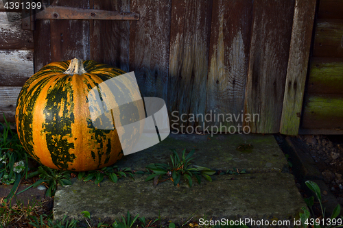 Image of Large pumpkin on a step by a wooden door