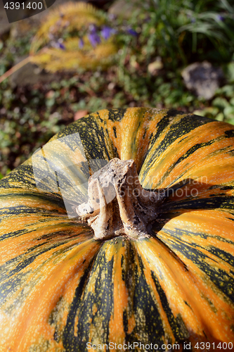 Image of Green and orange striped pumpkin in a garden 