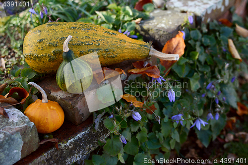 Image of Ornamental gourds on a rustic rockery wall