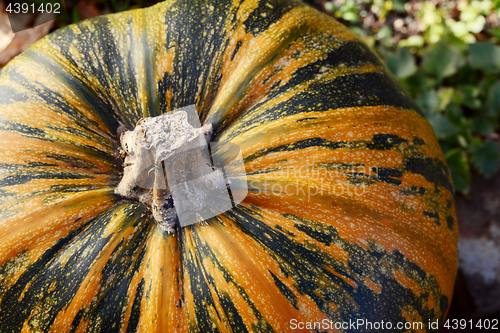 Image of Close-up of a large orange and green pumpkin