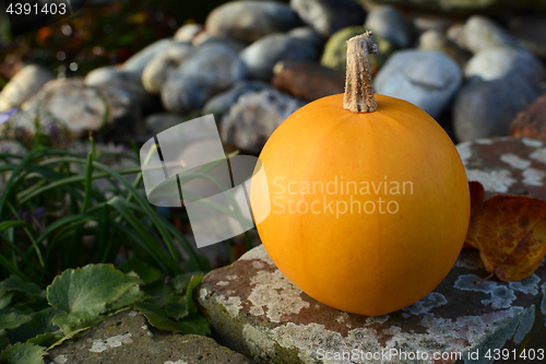 Image of Close-up of orange gourd on a garden wall